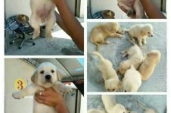 赤峰領(lǐng)養(yǎng)馬犬電話號碼查詢