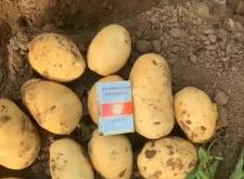 赤峰土豆基地電話號(hào)碼查詢