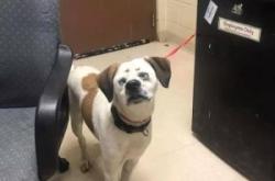 赤峰流浪動(dòng)物救助站電話號(hào)碼