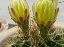 赤峰市元寶山區(qū)出租車投訴電話