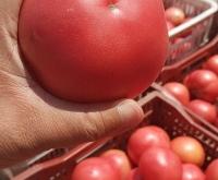 赤峰蔬菜販子電話號(hào)碼查詢