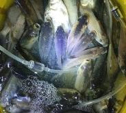 赤峰古玩城漁具電話地址查詢