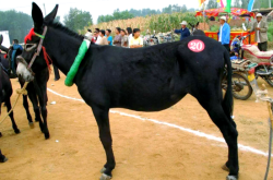 赤峰養(yǎng)驢托管中心電話地址查詢