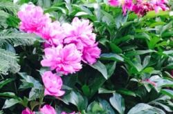 赤峰錦山李子采摘園電話是多少