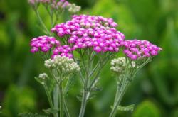 赤峰天卉花卉市場電話號碼