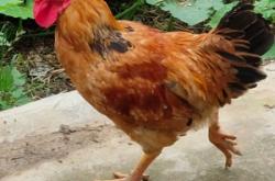 赤峰批發(fā)大公雞電話地址查詢