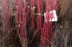 赤峰求購苗木市場電話號碼多少