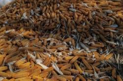 赤峰林西賣兔子電話地址查詢