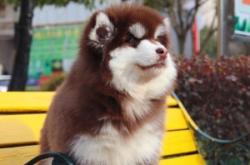 赤峰同城撿狗電話多少號