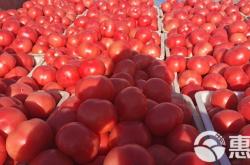 赤峰番茄基地電話號碼多少