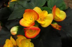 赤峰新花草市場地址電話號碼