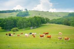 赤峰澳亞第七牧場電話號碼