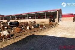 赤峰三萬頭養(yǎng)牛場電話號碼