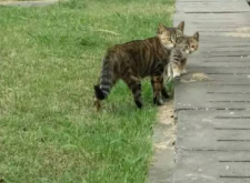 赤峰市流浪貓領(lǐng)養(yǎng)電話號碼