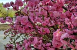 內蒙古赤峰旭日社區(qū)電話號碼