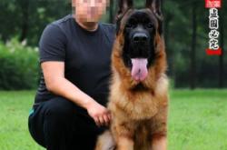 內(nèi)蒙赤峰賣狗電話多少號