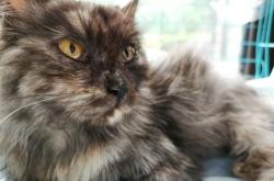 赤峰領(lǐng)養(yǎng)貓狗電話號碼查詢