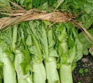 赤峰蔬菜批發(fā)代辦電話號(hào)碼是多少