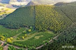 赤峰收黃楊種子的地方電話是多少