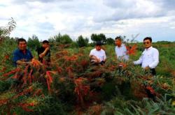 深圳赤峰沙棘專(zhuān)賣(mài)店電話(huà)號(hào)碼