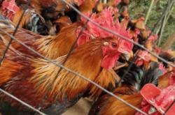 赤峰家禽收購電話地址是多少號(hào)