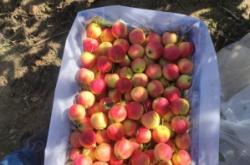 赤峰附近沙果采摘基地電話號(hào)碼