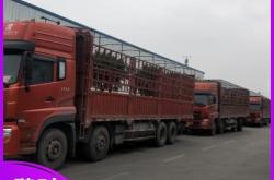 龍運(yùn)赤峰專線物流電話號(hào)碼