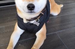 赤峰寵物柴犬配種群電話號碼