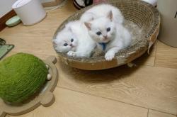 赤峰售賣藍(lán)貓電話是多少號(hào)