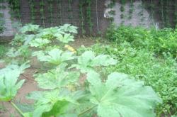 赤峰市求租種菜大棚電話號(hào)碼