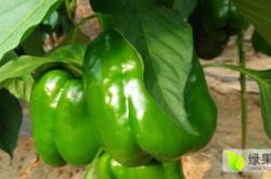 赤峰辣椒回收電話(huà)號(hào)碼查詢(xún)是多少