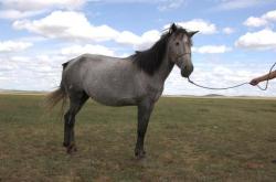 赤峰馬匹交易市場(chǎng)