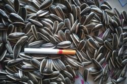 赤峰大量葵花收購(gòu)商