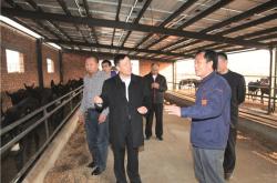 赤峰養(yǎng)驢基地電話