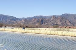 赤峰楊西紅柿種植基地電話號碼