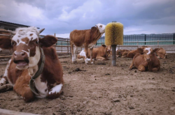 赤峰下洼奶牛廠電話號(hào)碼多少