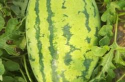 內(nèi)蒙古赤峰生鮮超市電話號碼