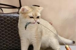 赤峰市小樣寵物店電話號碼