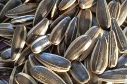 赤峰市種子鑒定公司電話號(hào)碼