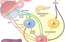 赤峰賣平糖養(yǎng)胰素電話號碼