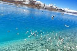 赤峰楊臣診所電話多少號碼