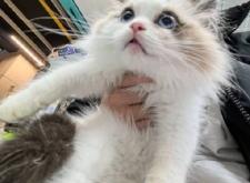 赤峰市布偶貓出售店電話號碼