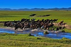 赤峰蒙中紋身店電話多少號(hào)