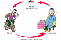 傳染病直接傳播是指