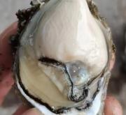 赤峰半殼生蠔批發(fā)電話號(hào)碼