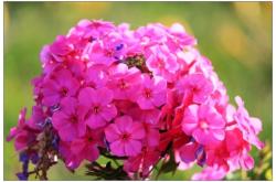 赤峰免點(diǎn)花生產(chǎn)商電話號(hào)碼