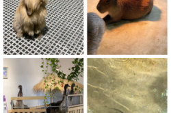 赤峰市賣狗肉的地方電話號碼