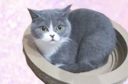 赤峰小爪爪寵物醫(yī)院電話號碼