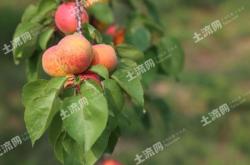 赤峰水果加工廠電話號(hào)碼多少