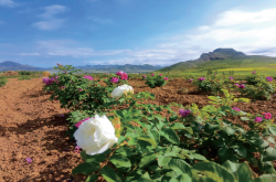 赤峰林西垂釣園地址電話號碼